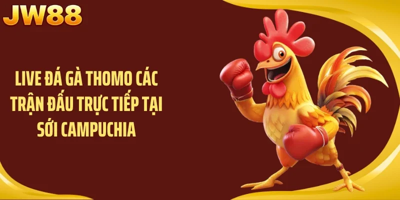 Live đá gà thomo các trận đấu trực tiếp tại sới Campuchia