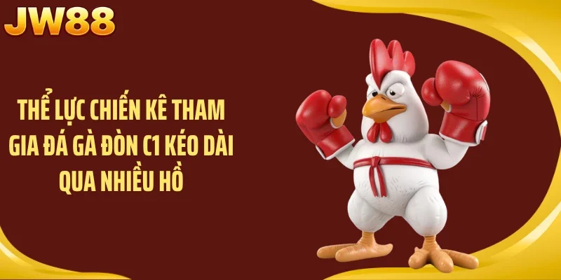 Thể lực chiến kê tham gia đá gà đòn C1 kéo dài qua nhiều hồ