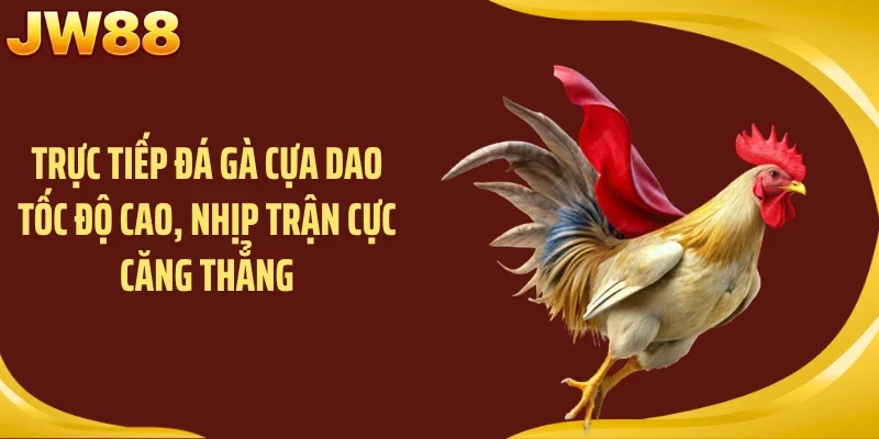 Trực tiếp đá gà cựa dao tốc độ cao, nhịp trận cực căng thẳng